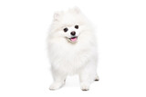 Fototapeta  - Cute Pomeranian Spitz standing isolated on white background