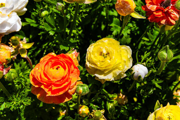 Canvas Print - The garden buttercups-ranunkulus