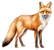 PNG Watercolor illustration of a fox wildlife mammal animal.