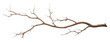 © Rawpixel.com - PNG Antler plant tree driftwood