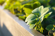 Strawberries growing in raised bed. Close-up view of fresh green garden strawberry plant leaves in sunny spring day