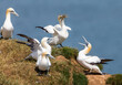 Gannets preparing for nesting