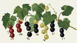   A vine laden with clusters of green leaves and ripe grapes – some red, others black – dangle enticingly