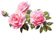 PNG Rose flower plant inflorescence transparent background