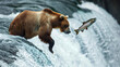 Brown bear catching jumping salmon in mid air at Brook