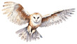 PNG Owl animal flying bird. 