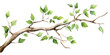 PNG Plant leaf illustrated drawing.