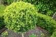 Beautiful round trimmed privet bush, England, UK.