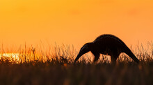 A Giant Anteater Walking Through Tall Grass, Photographed With A Telephoto Lens To Isolate Its Silhouette Against A Sunset Sky Background With Copy Space