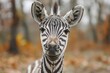 Smiling zebra close-up. Travel posters and ad