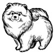 Spitz Pomeranian dog animal engraving PNG illustration. Scratch board style imitation. Black and white hand drawn image.