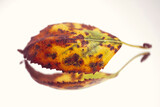 Fototapeta Dmuchawce - red leaf reflection, autumn leaves
