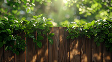 Green Leaves On Wooden Fence In The Garden
