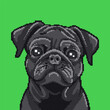 Pug dog portrait. Pixel art. Vector illustration