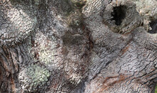 Tree Bark With Knot Hole
