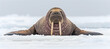 Walrus: A massive walrus captured with a wide lens to encompass its bulk and whiskered face, against a stark icy background with copy space.