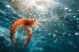 Fresh shrimp on ice in water, isolated Gourmet seafood: prawn, crayfish, shrimp Closeup of raw crustaceans in nature