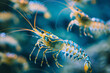 shrimp. crayfish on the sea