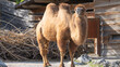 bactrian camel in the zoo
