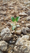 Little green plant, growing up in a dry dessert soil
