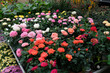 Plants de rosiers de différentes couleurs dans une jardinerie