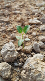 Fototapeta  - Little green plant, growing up in a dry dessert soil