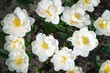 Top view of flowering tulips. Floral background of beautiful white double-flowered tulips blooming at springtime