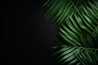 Palm leaf on a black background with copy space for text or design. A flat lay, top view. A summer vacation concept