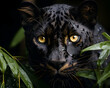 Black leopard portrait in the jungle. closeup. Panthera pardus