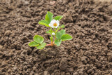 Fototapeta Tulipany - Green small strawberry plant with flowers in dark brown ground at garden in spring day. Closeup.