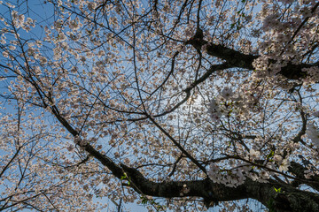 春の日差しを浴びて咲く満開の桜