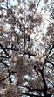 桜の花のある風景

