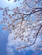 桜の花のある風景
