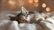 cute kitten sleeping peacefully in soft bed adorable pet photography