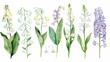 delicate spring flowers watercolor set lily of the valley and lilac blossoms clipart