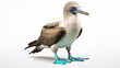 Blue footed booby bird on white background. AI Generative.