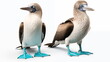 Blue footed booby birds in Galapagos islands isolate on white background. AI Generative.