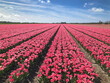 Tulip fields. Spring. Tulipbulbs. Julianadorp Noord Holland Netherlands. 