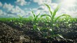 lush green cornfield symbolizing earth day young plant sprouting from the ground environmental conservation concept 3d illustration