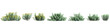 3d illustration of set Euphorbia rigida bush isolated on transparent background