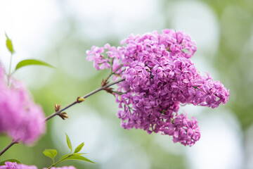 Canvas Print - Fliederblüte in Nahaufnhme und geringer Tiefenschärfe