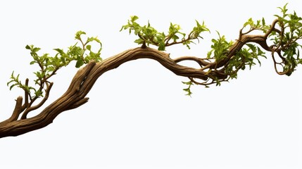 Sticker - realistic twisted jungle branch with plant UHD Wallpaper