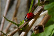 Close up of Seven-spot ladybird