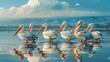 Pod of white pelicans by the lake at Lake Nakuru 