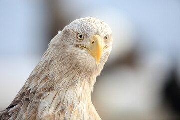 Wall Mural - White-tailed eagle (Haliaeetus albicilla) is a large bird of prey, widely distributed across temperate Eurasia. This photo was taken in Japan.