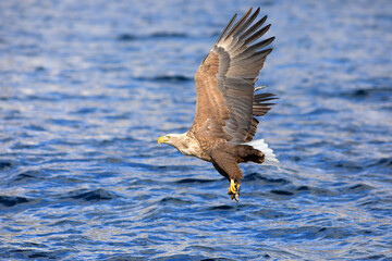 Poster - White-tailed eagle (Haliaeetus albicilla) is a large bird of prey, widely distributed across temperate Eurasia. This photo was taken in Japan.