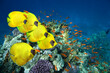 Underwater image of coral reef and School of Masked Butterfly Fish.
