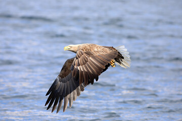 Wall Mural - White-tailed eagle (Haliaeetus albicilla) is a large bird of prey, widely distributed across temperate Eurasia. This photo was taken in Japan.