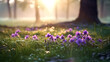 Purple wildflowers in dew-covered grass at sunrise in a forest. Springtime natural beauty and freshness concept for design and print.