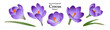 A series of isolated flower in cute hand drawn style. Crocus in vivid colors on transparent background. Drawing of floral elements for coloring book or fragrance design. Volume 1.